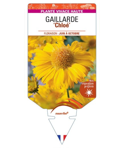 GAILLARDIA 'Chloe' (jaune) *