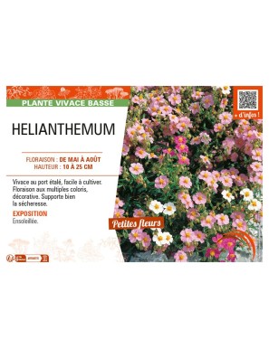HELIANTHEMUM
