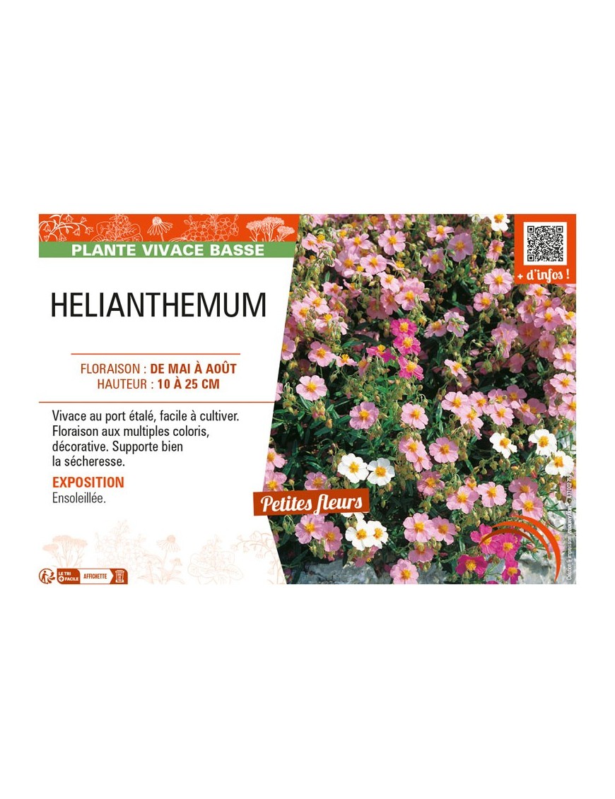HELIANTHEMUM