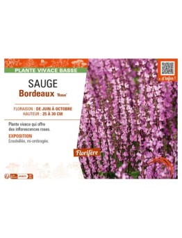 SAUGE Bordeaux Rose