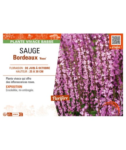 SAUGE Bordeaux Rose