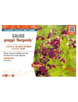 SAUGE greggii Burgundy (rouge foncé)