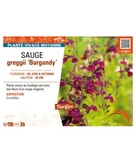 SAUGE greggii Burgundy (rouge foncé)