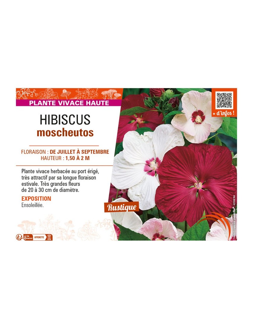 HORTENSIA MACROPHYLLA