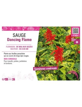 SAUGE DANCING FLAME