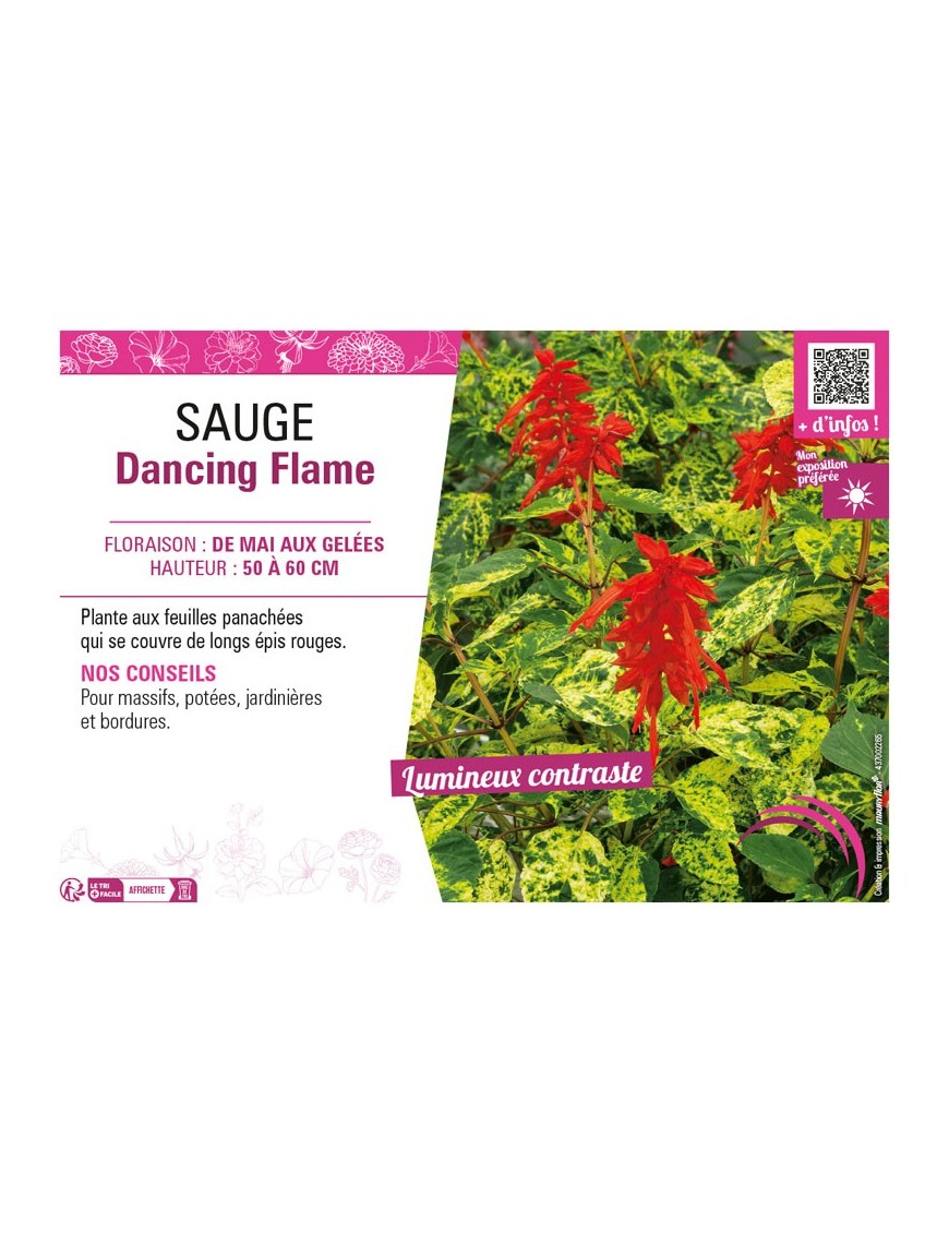 SAUGE DANCING FLAME