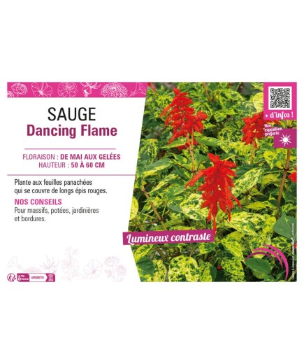 SAUGE DANCING FLAME