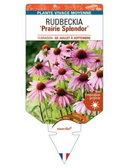 ECHINACEA purpurea Prairie Splendor voir Rudbeckia