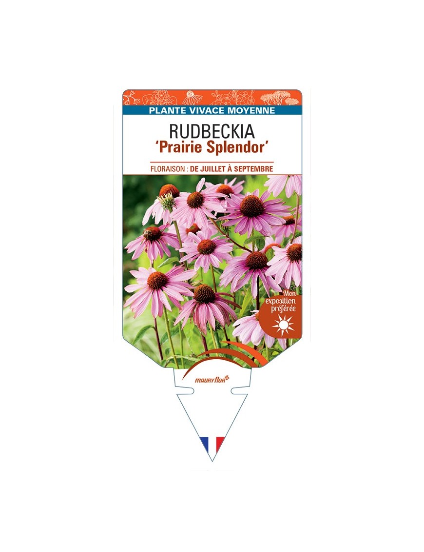 ECHINACEA purpurea Prairie Splendor voir Rudbeckia