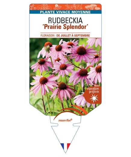 ECHINACEA purpurea Prairie Splendor voir Rudbeckia