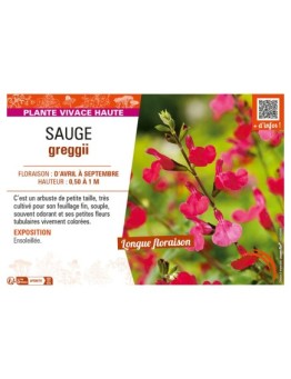 SAUGE GREGGII
