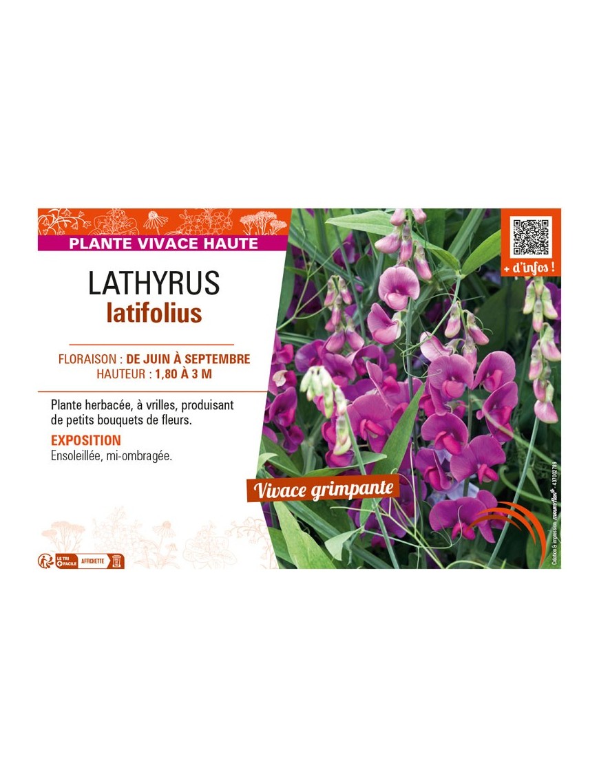 LATHYRUS LATIFOLIUS (varié)