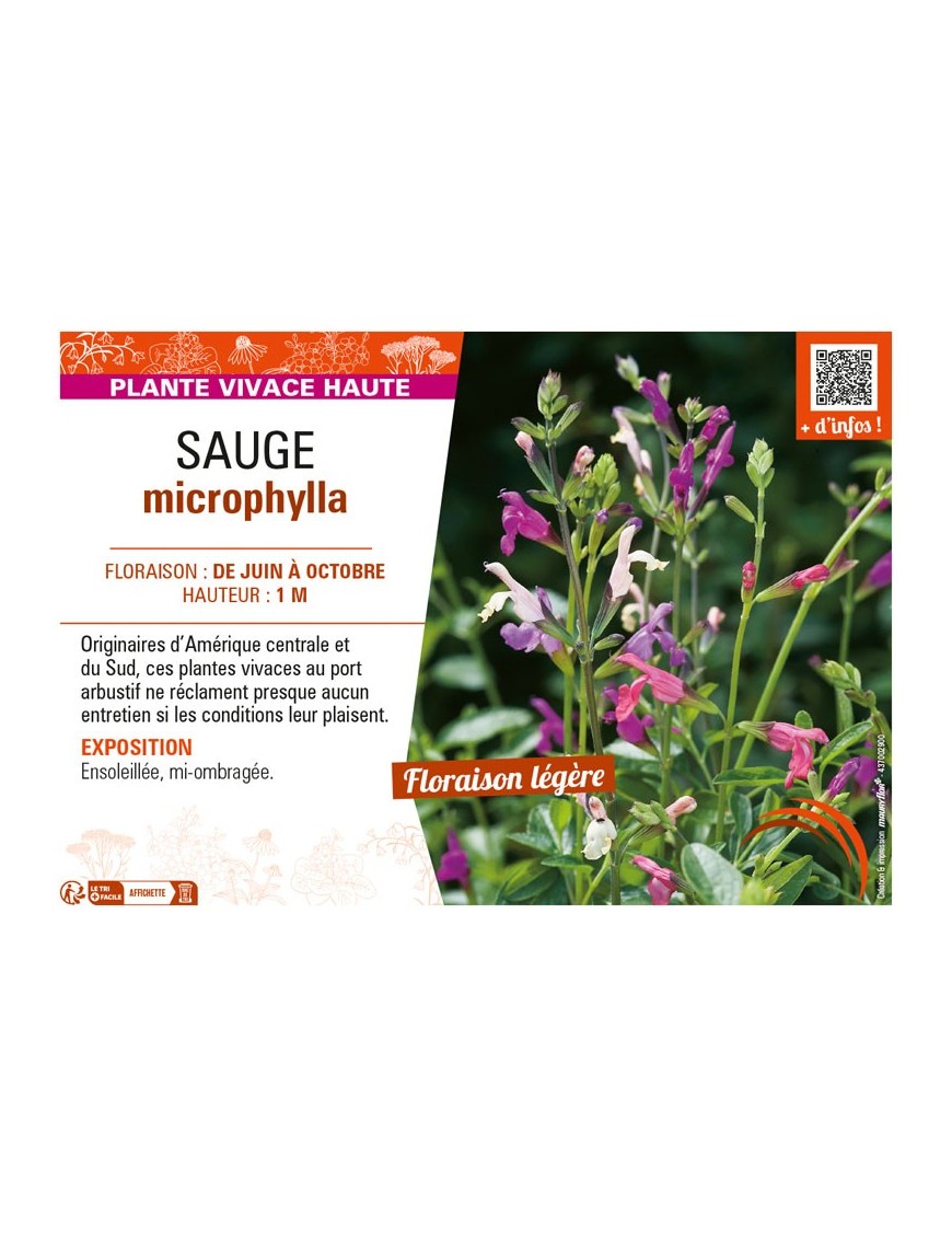 SAUGE MICROPHYLLA (varié)