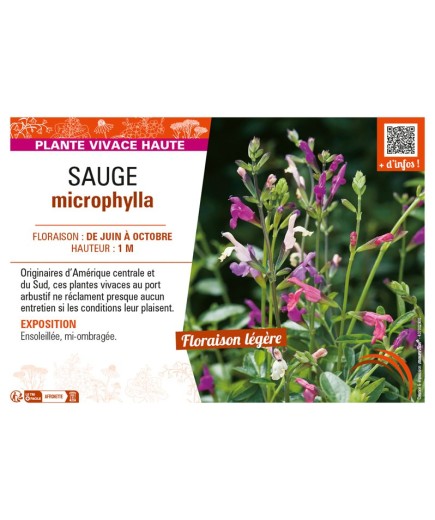 SAUGE MICROPHYLLA (varié)