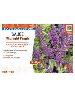 SAUGE MIDNIGHT PURPLE