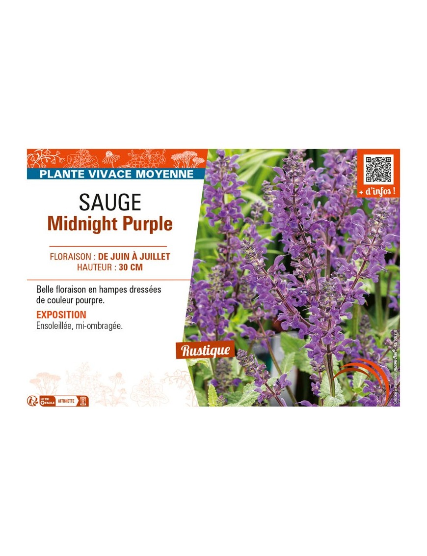 SAUGE MIDNIGHT PURPLE