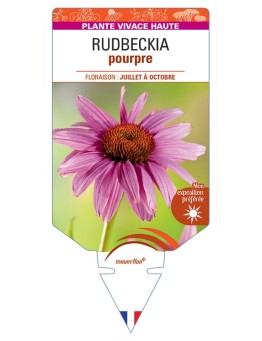 ECHINACEA purpurea voir Rudbeckia pourpre