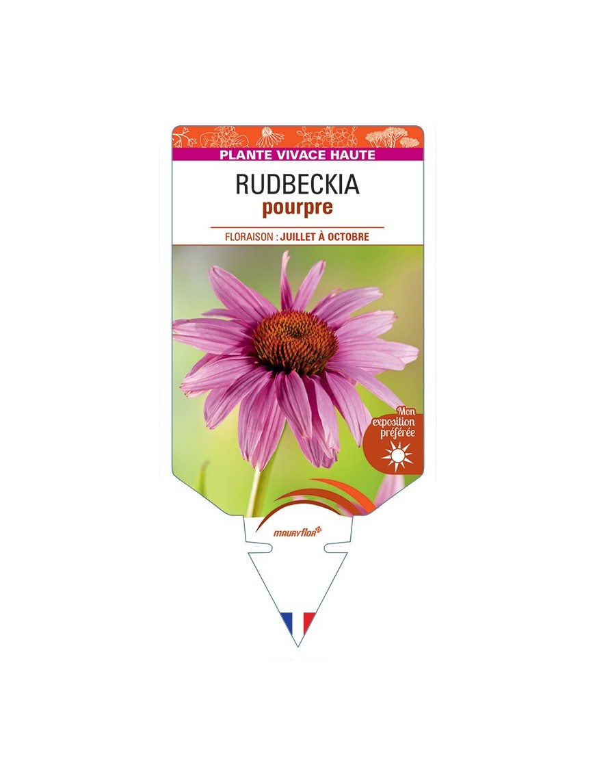 ECHINACEA purpurea voir Rudbeckia pourpre