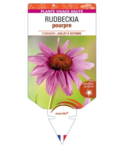 ECHINACEA purpurea voir Rudbeckia pourpre