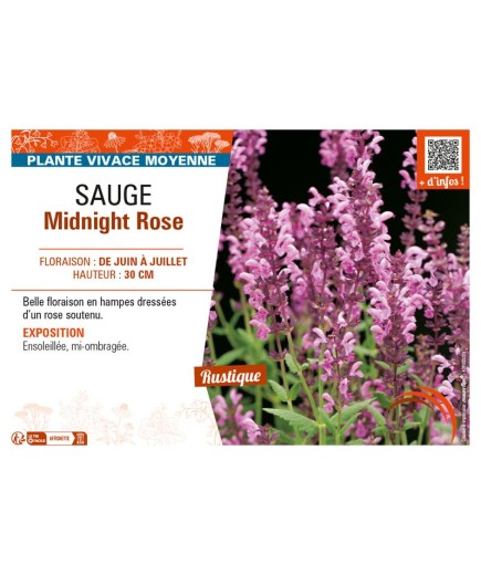 SAUGE MIDNIGHT ROSE