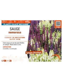 SAUGE NEMOROSA (varié)
