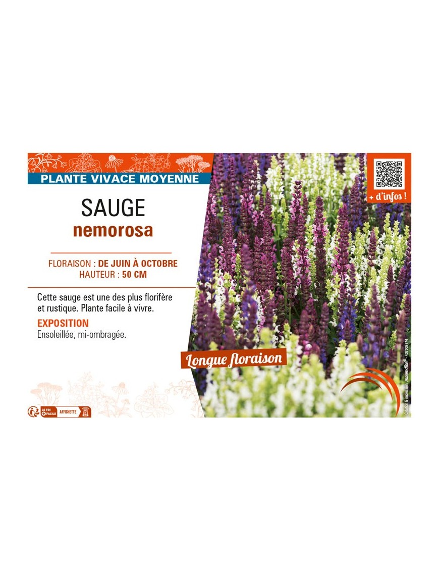 SAUGE NEMOROSA (varié)