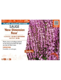 SAUGE New Dimension Rose