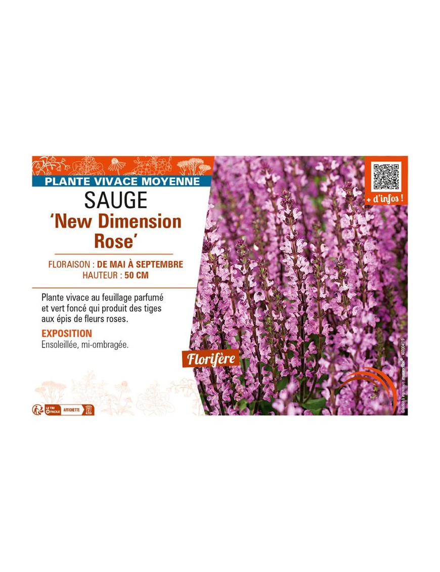 SAUGE New Dimension Rose