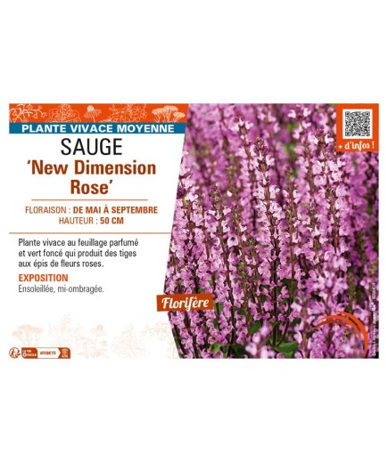 SAUGE New Dimension Rose