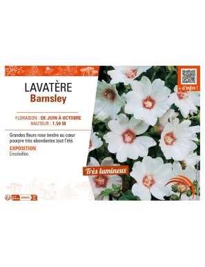 LAVATÈRE BARNSLEY