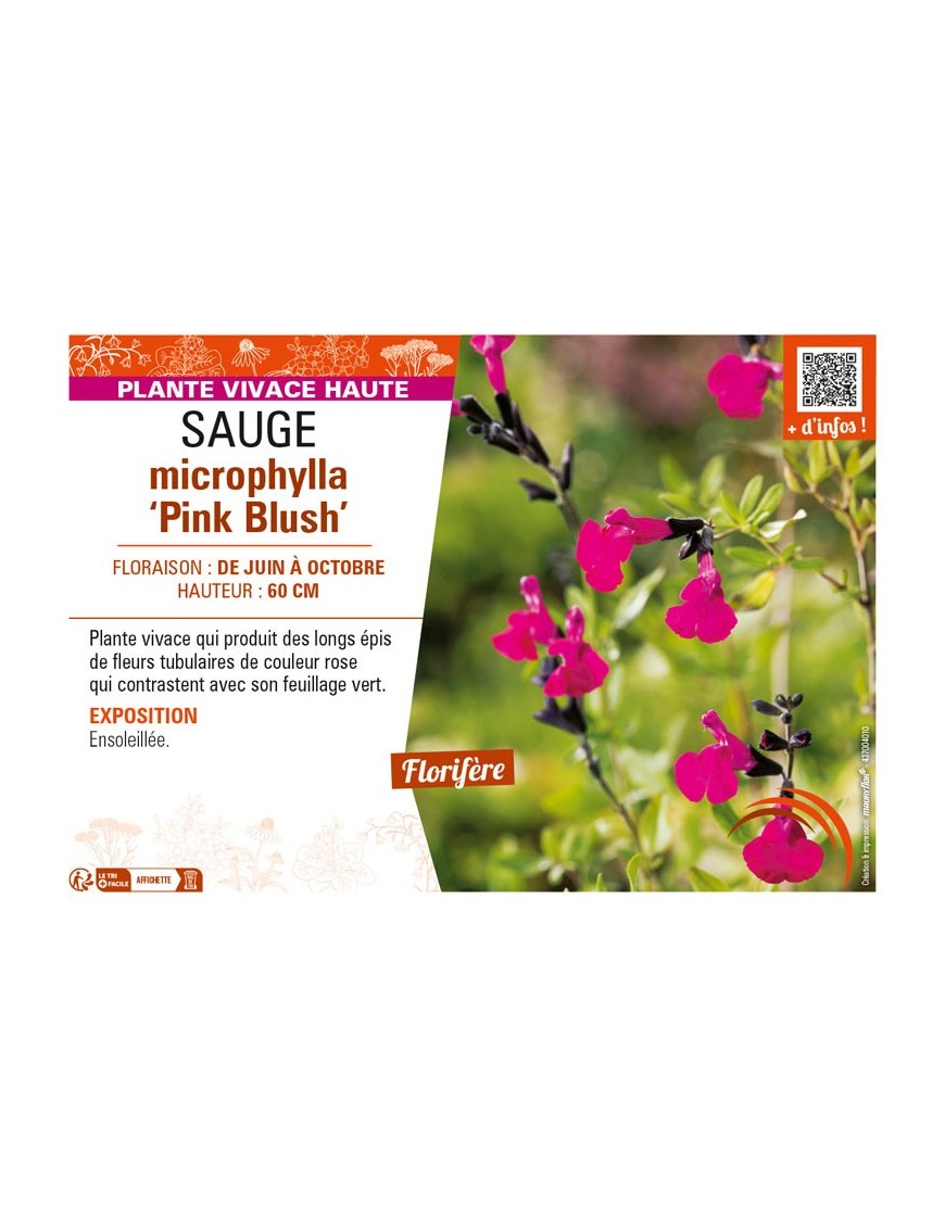 SAUGE microphylla Pink Blush