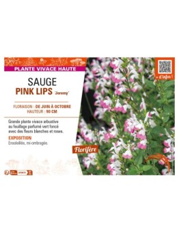 SAUGE PINK LIPS Jeremy