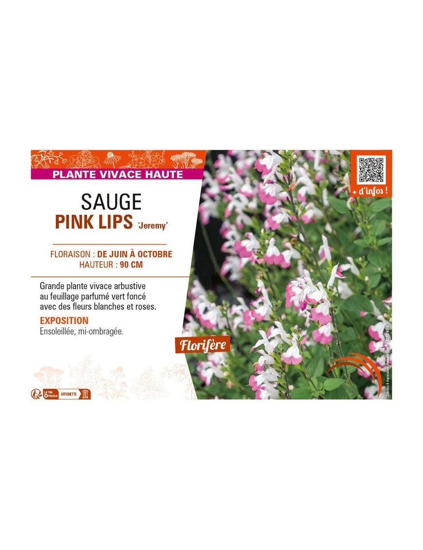 SAUGE PINK LIPS Jeremy