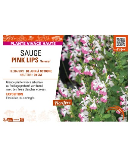 SAUGE PINK LIPS Jeremy
