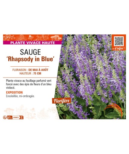 SAUGE Rhapsody in Blue