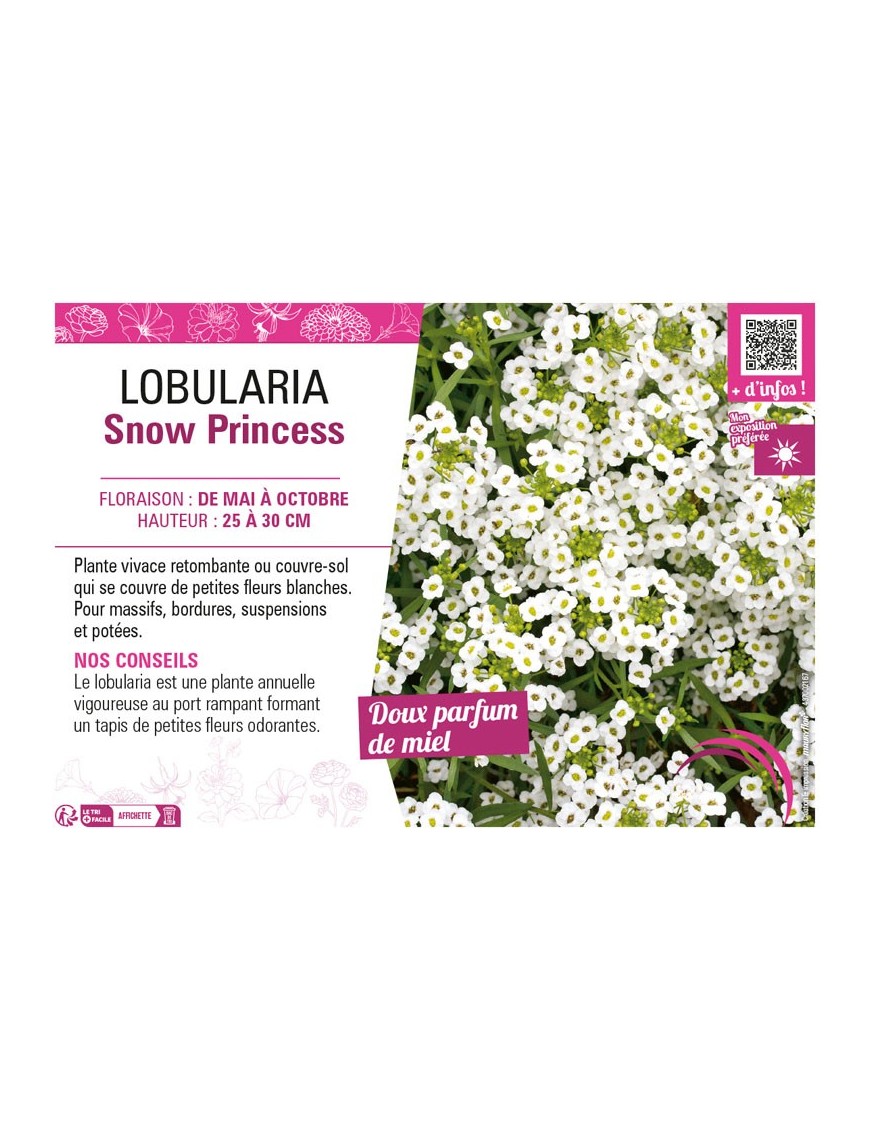 LOBULARIA SNOW PRINCESS