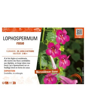 LOPHOSPERMUM ROSE