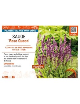 SAUGE Rose Queen