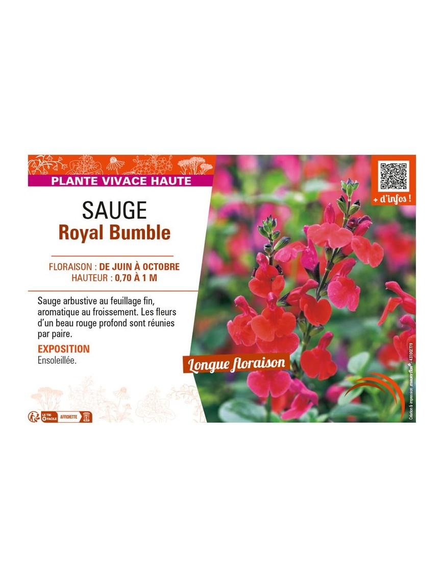 SAUGE ROYAL BUMBLE