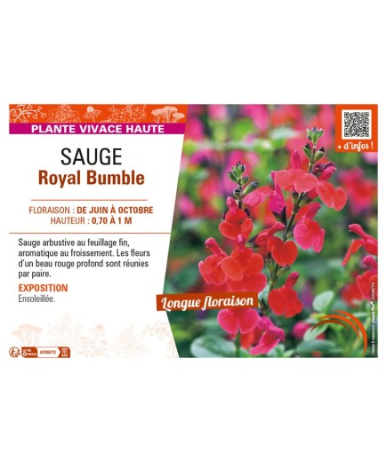 SAUGE ROYAL BUMBLE