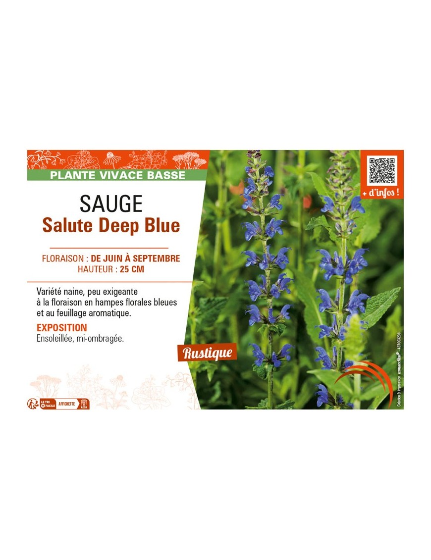 SAUGE SALUTE DEEP BLUE