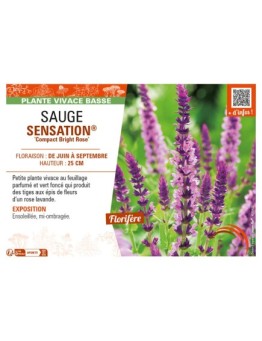SAUGE SENSATION® Compact Bright Rose