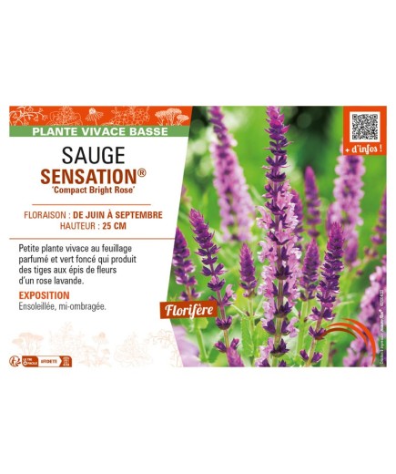 SAUGE SENSATION® Compact Bright Rose