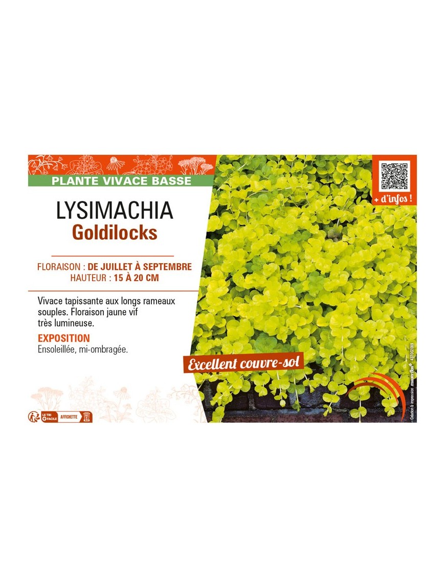 LYSIMACHIA GOLDILOCKS