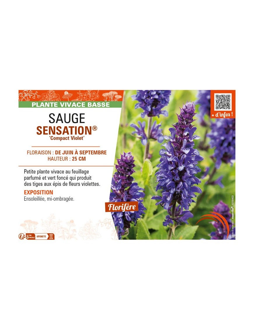 SAUGE SENSATION® Compact Violet