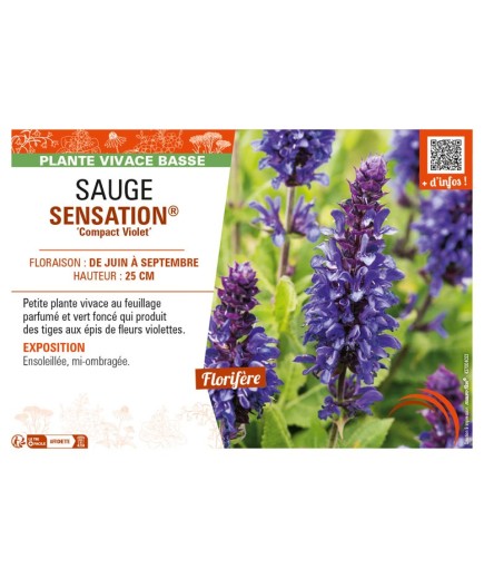 SAUGE SENSATION® Compact Violet