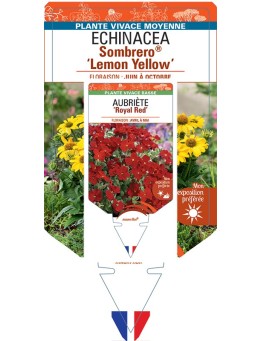 ECHINACEA Sombrero® Lemon Yellow