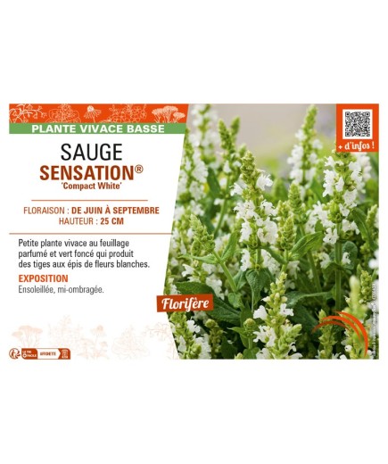 SAUGE SENSATION® Compact White