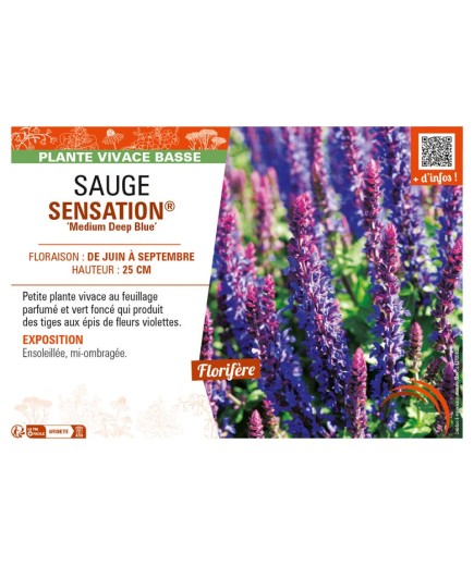 SAUGE SENSATION® Medium Deep Blue