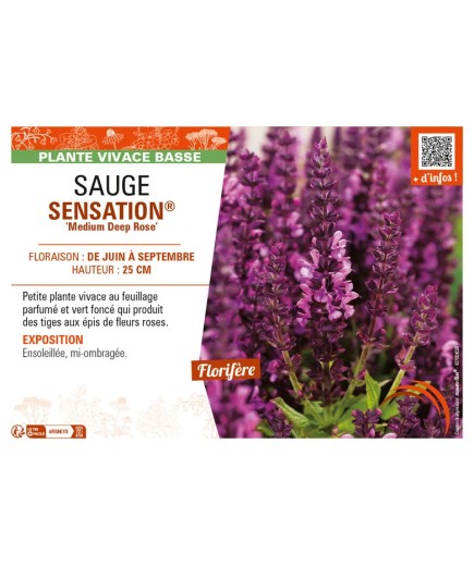 SAUGE SENSATION® Medium Deep Rose